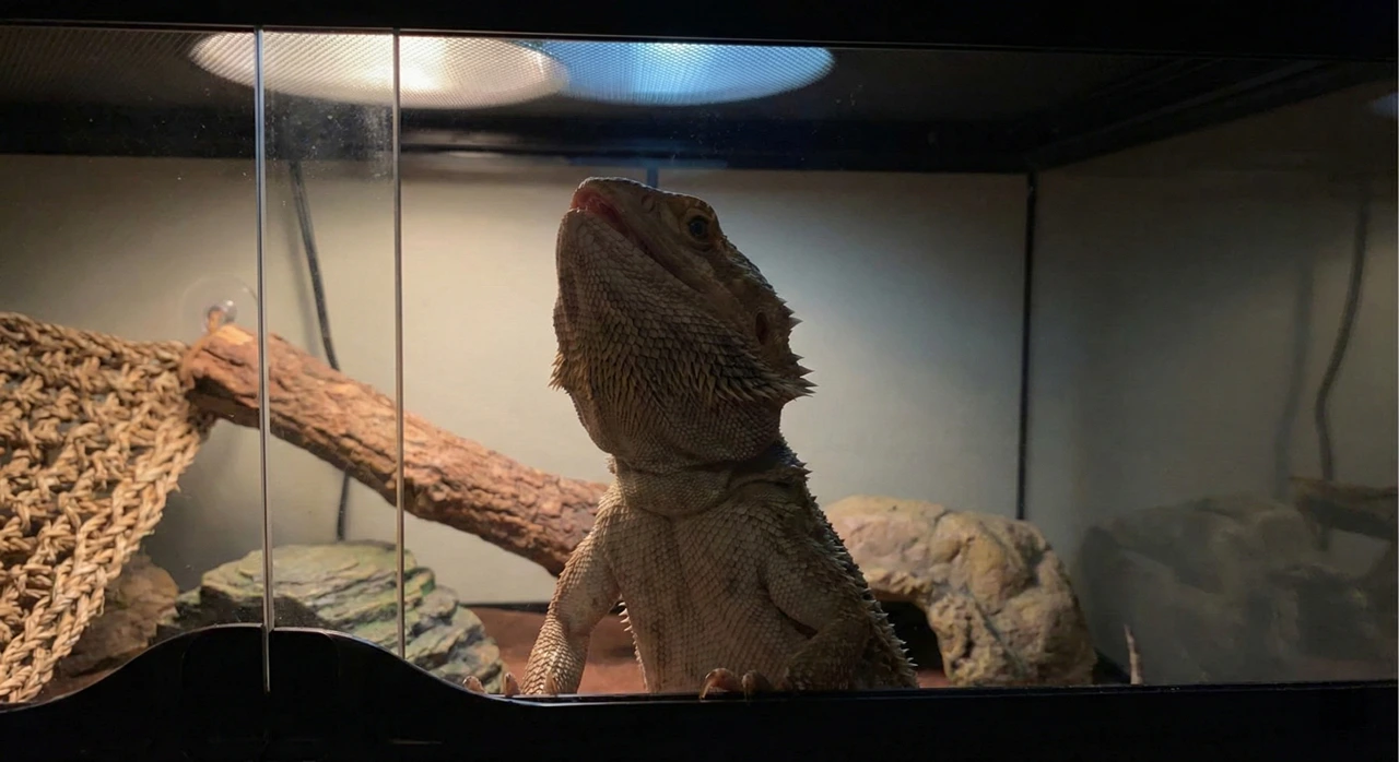 Side profile of a bearded dragon tilting its head vertically (star gazing) with its mouth open to breathe, a common symptom of a respiratory infection.
