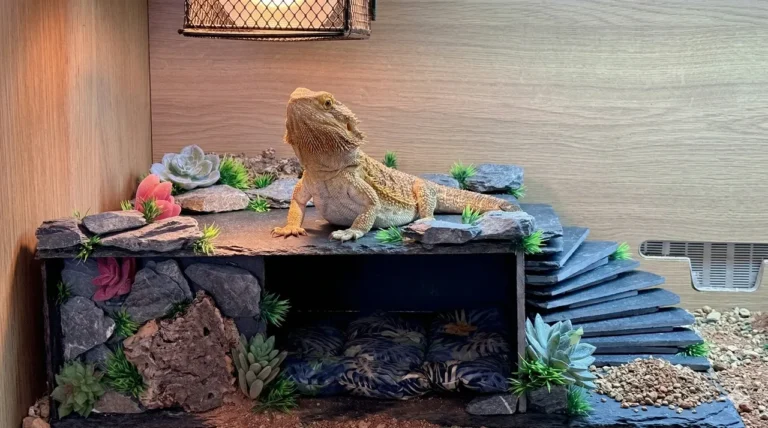 Adult bearded dragon sitting alert on a slate-topped hide platform directly under a basking lamp inside a naturalistic enclosure