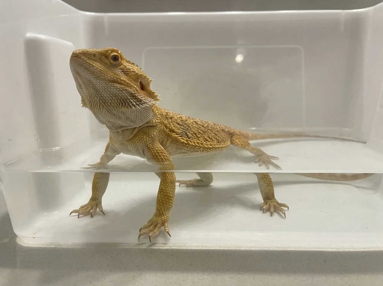 Adult bearded dragon standing in a white plastic tub with warm water at mid-shin level, belly and head well above the waterline, showing correct soak depth