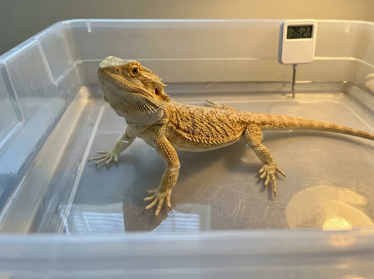 Adult bearded dragon in a shallow bath with the waterline at knee joint level and a thermometer on the tub rim.