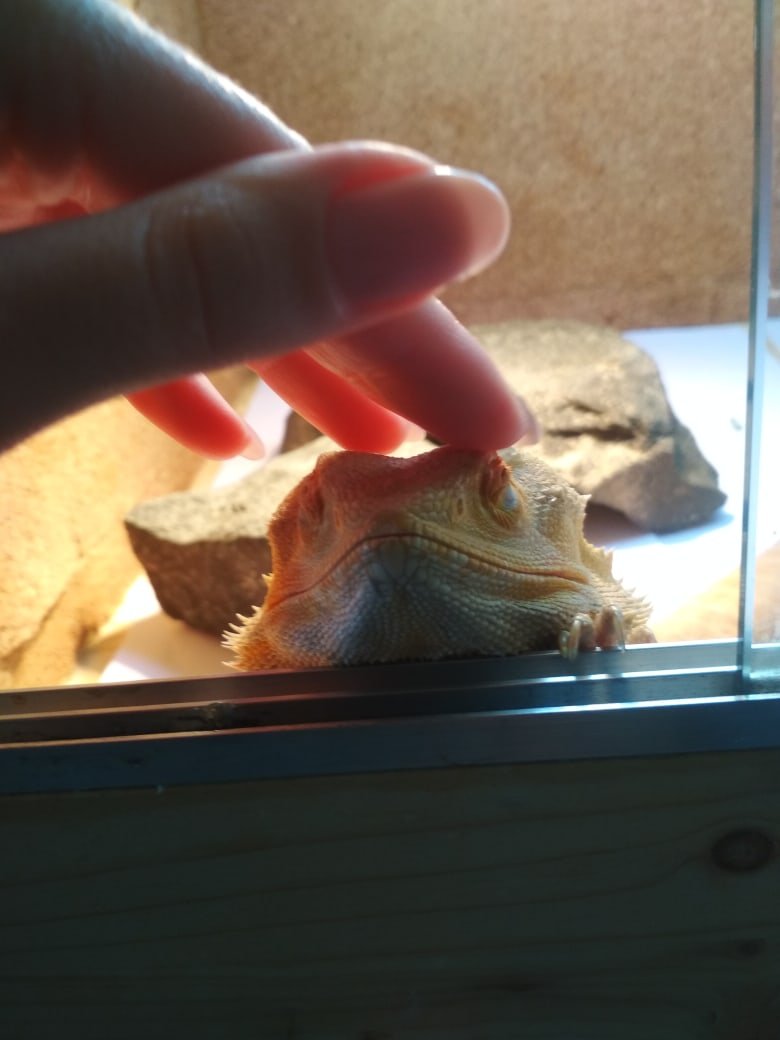 Sarah Ardley — founder of Beardie Husbandry