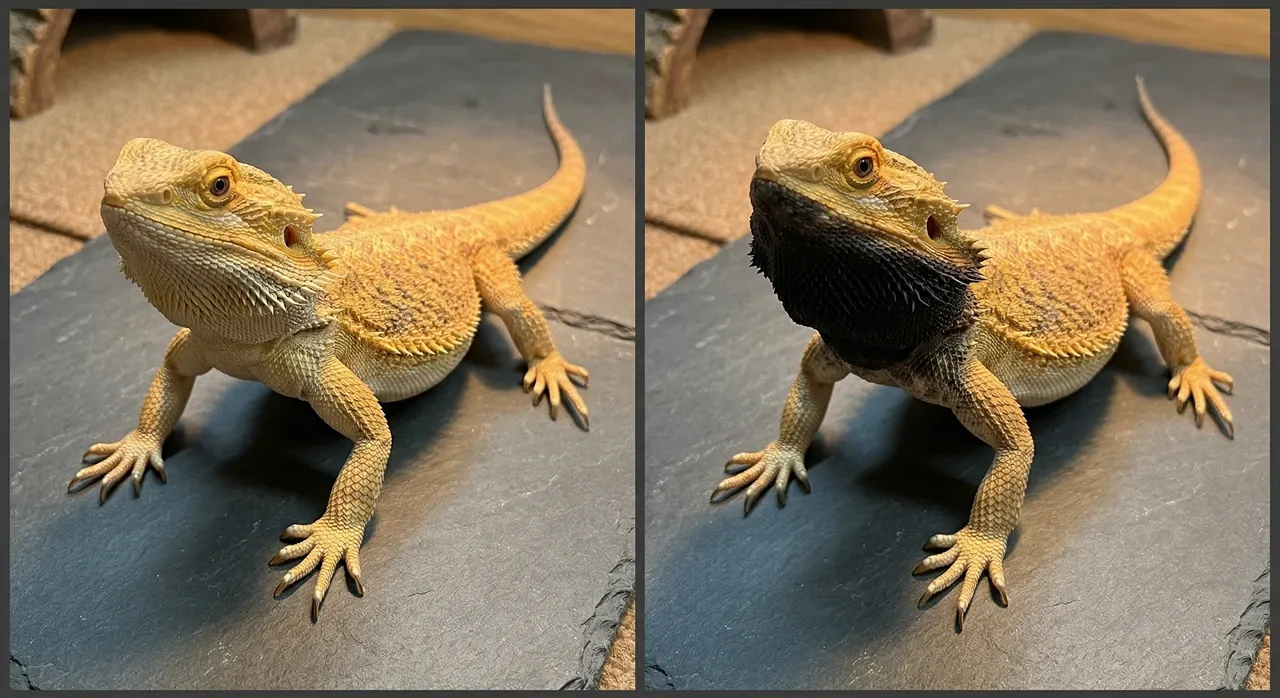 Bearded dragon showing relaxed pale beard on the left and fully puffed black beard on the right