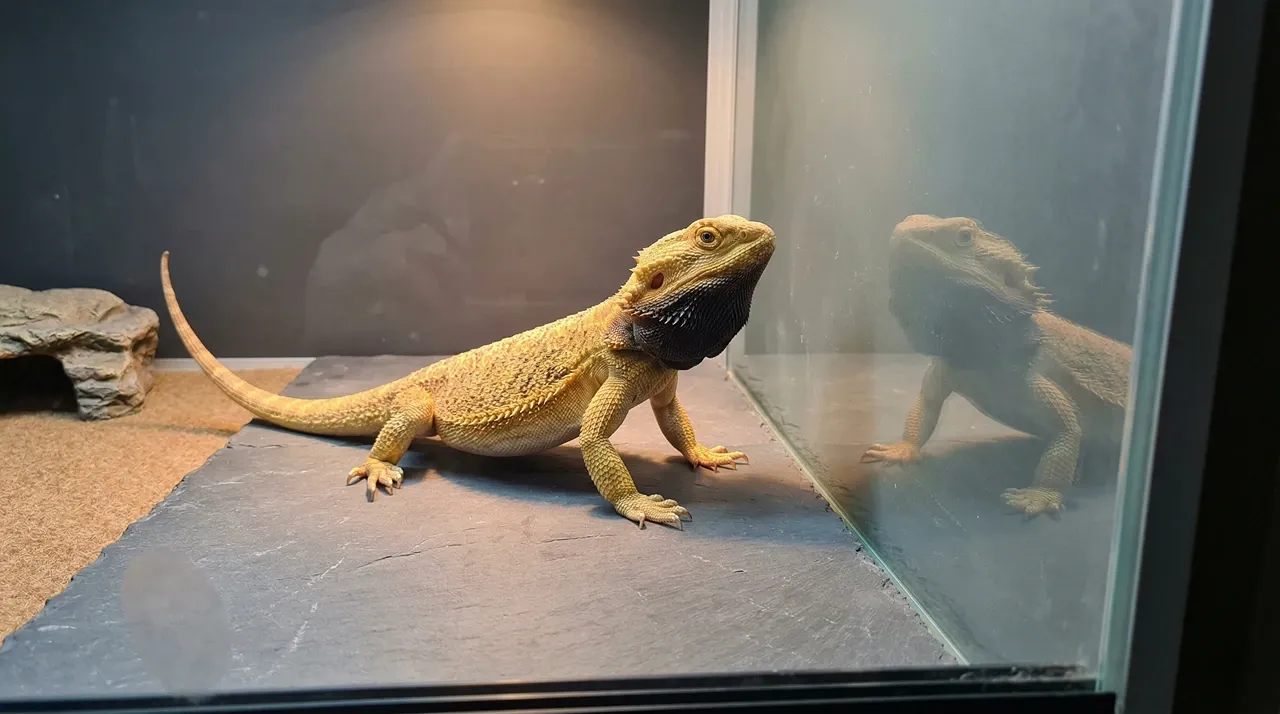 Bearded dragon with a black beard facing its own reflection in the enclosure glass