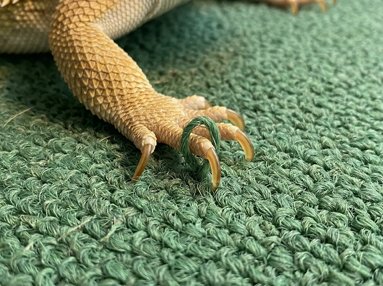 Close-up of a bearded dragon's front claws deeply entangled in the looped fibres of a green reptile carpet