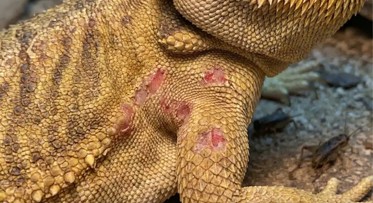 Close-up of a bearded dragon's armpit showing superficial pink and red patches where scales were chewed off by crickets overnight.