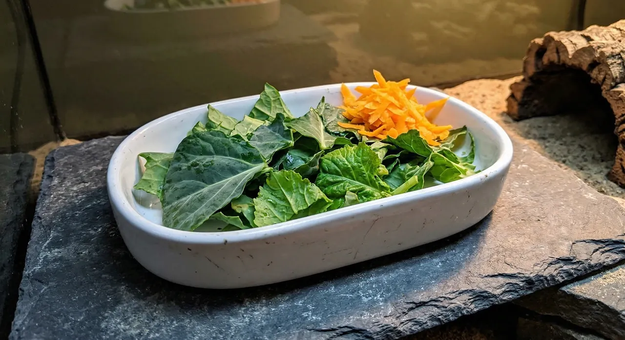 Bearded dragon salad bowl on slate inside an enclosure showing collard greens and shredded carrot beside a cork bark hide