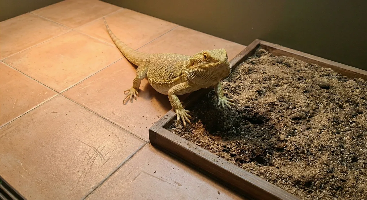 Bearded dragon at the edge of a shallow dig box on a terracotta tile enclosure floor