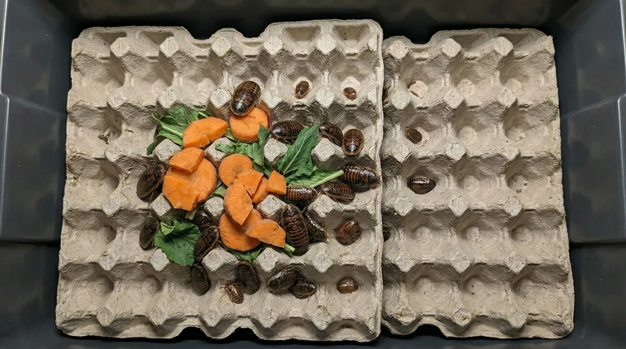 Top-down view inside a plastic feeder colony tub showing dubia roaches on egg crates eating raw carrot and dark leafy greens.