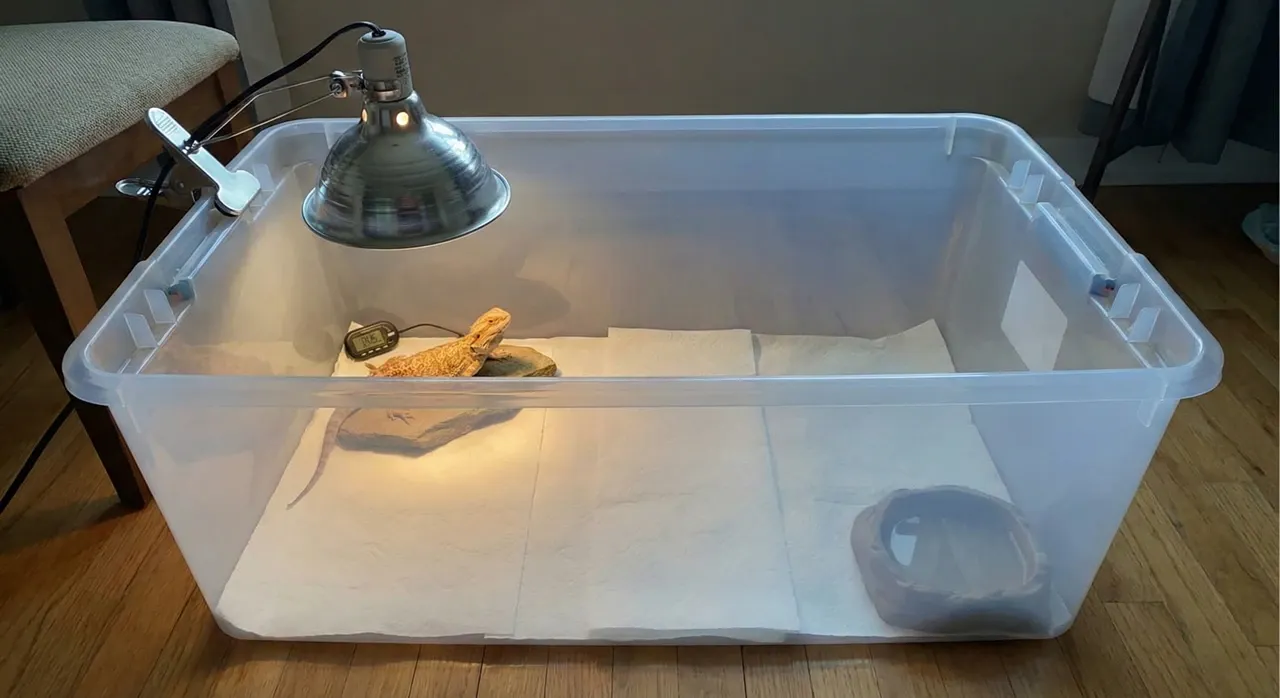 A safe emergency separation bin for a bearded dragon using a lidless plastic storage tub lined with paper towels, featuring a heat lamp safely clamped to a nearby chair.