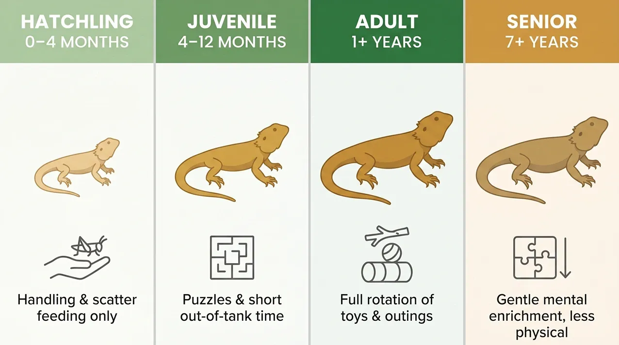 Four-panel chart showing bearded dragon enrichment needs from hatchling handling only through adult rotation to gentler senior care.