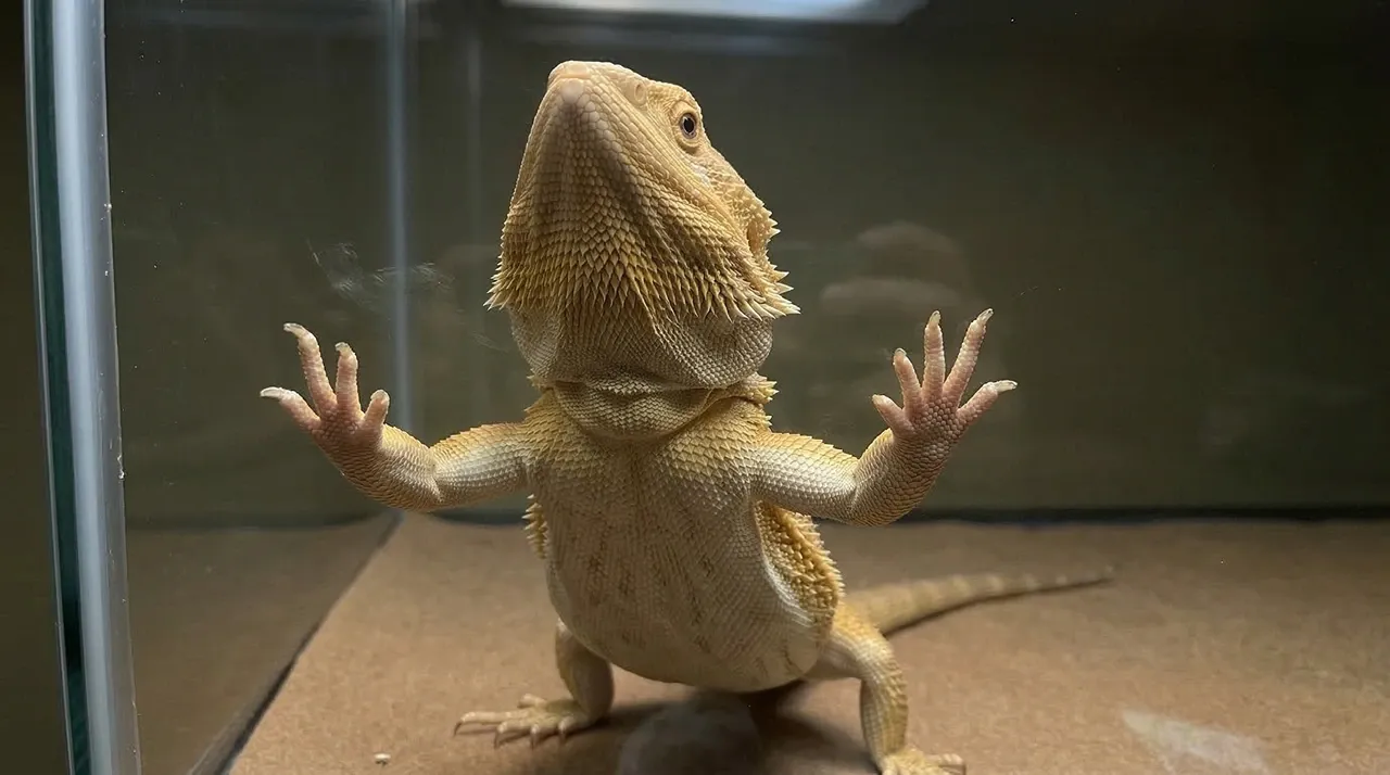 Adult bearded dragon pressing front claws against enclosure glass with rear feet on the floor, showing glass surfing posture.