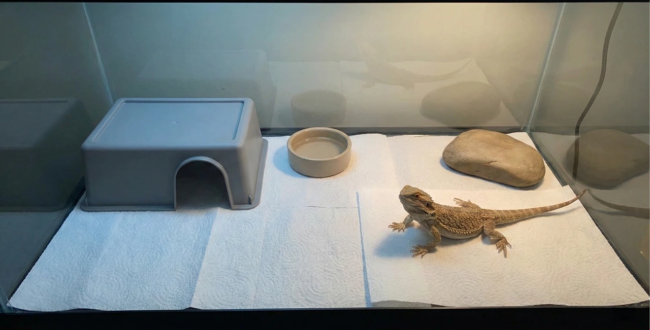 Minimalist bearded dragon hospital tank setup with paper towel substrate and easy-to-clean plastic decor to prevent parasite reinfection.