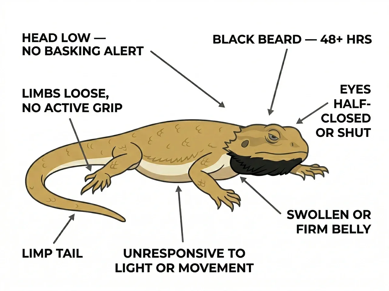 Labeled diagram of a bearded dragon with seven illness signs including black beard, half-closed eyes, and limp tail