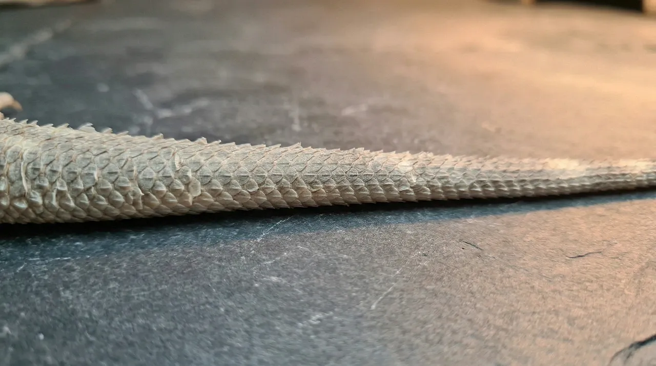 Bearded dragon tail on slate showing dull, dry, ash-grey pre-shed skin that can be mistaken for tail rot