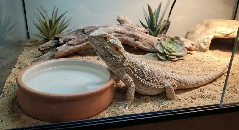 A bearded dragon sitting in a dry terrarium completely ignoring a full ceramic water bowl.