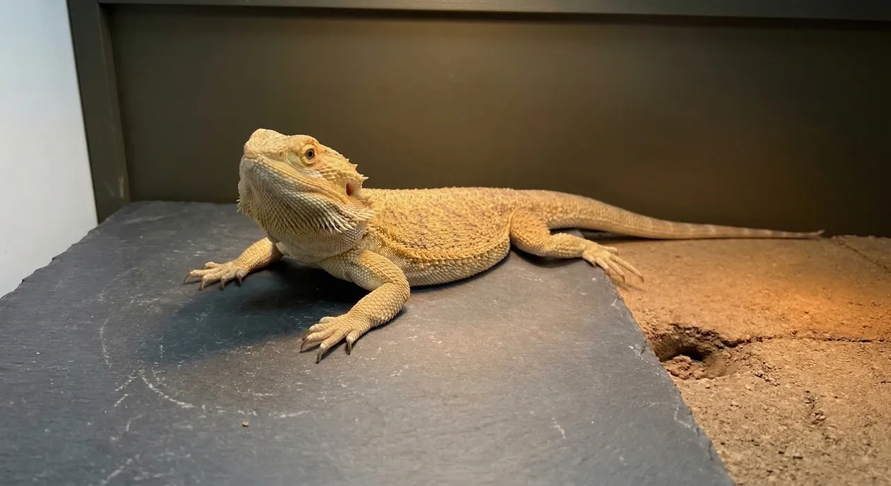 Bearded dragon resting on a dark matte slate tile inside an enclosure with compacted sandy substrate alongside