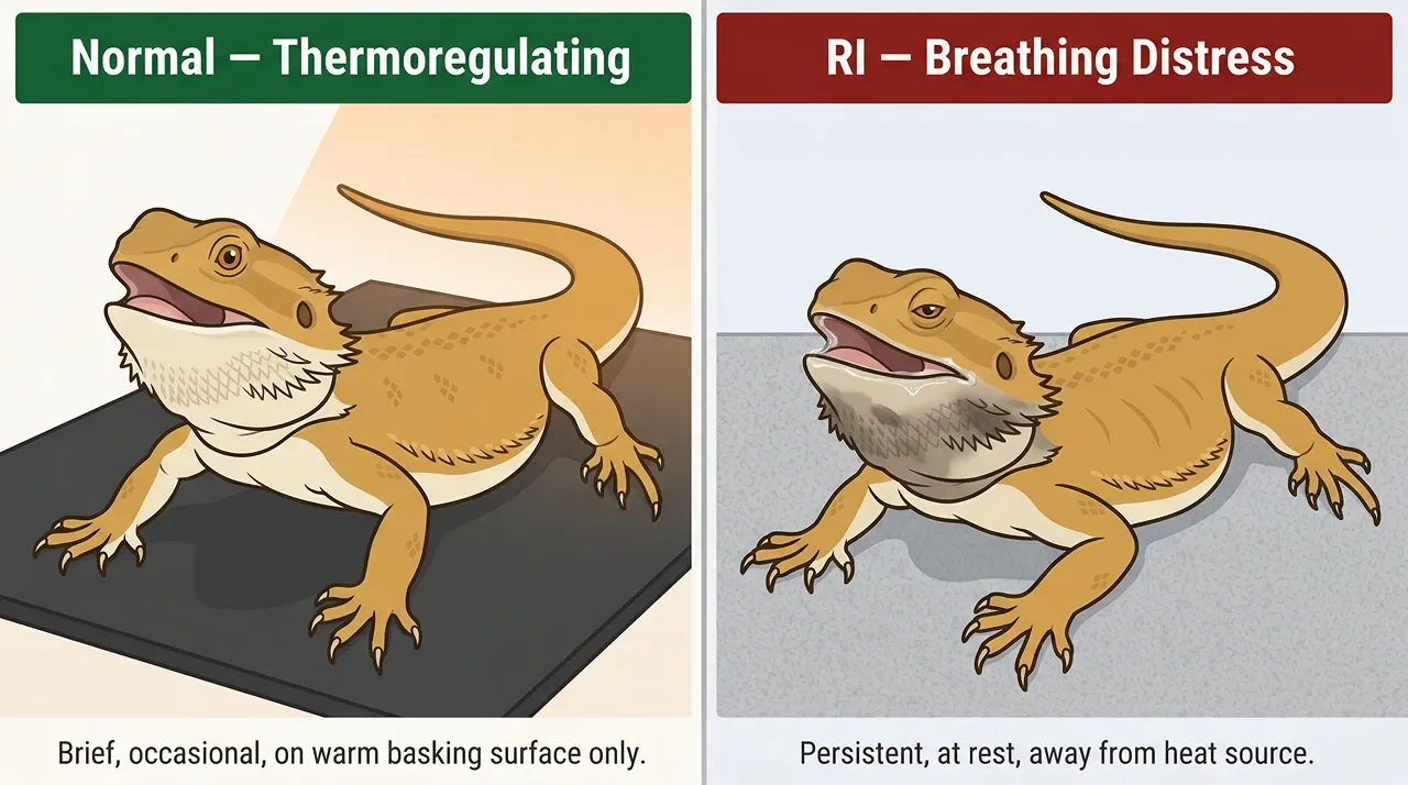 Two-panel illustration: normal open-mouth basking on a warm surface versus RI breathing distress with darkened beard away from heat