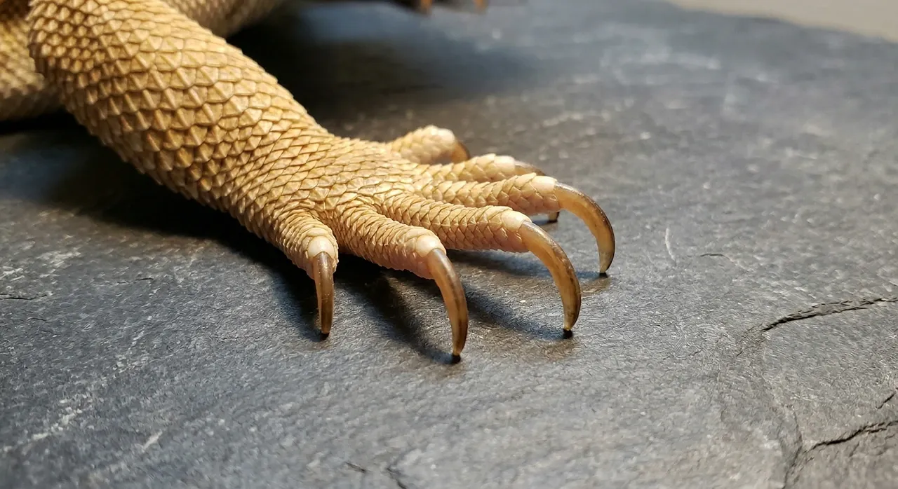 Bearded dragon front foot on slate tile showing long curved overgrown nails making tip contact with the surface