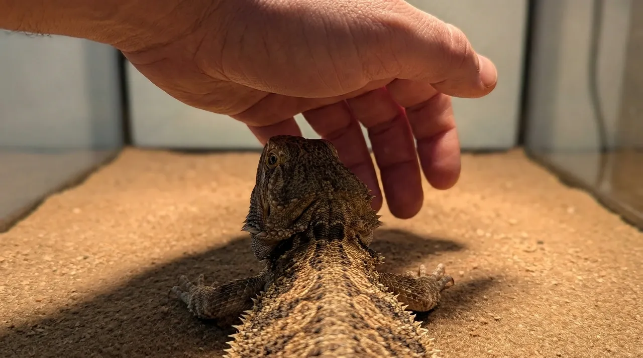 Hand reaching down from above a bearded dragon, casting a shadow that triggers a defensive parietal eye response