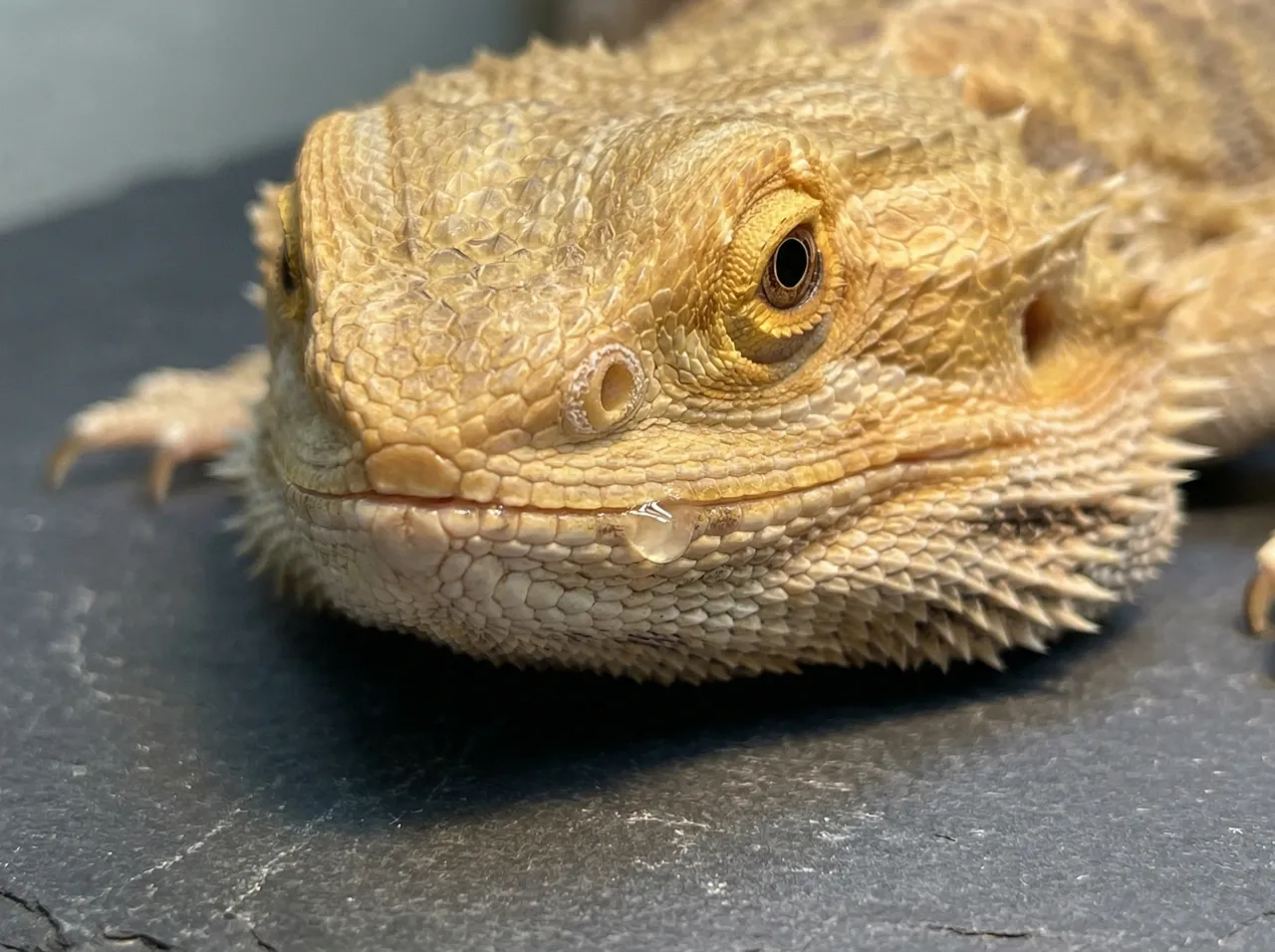 Bearded dragon resting on slate with a clear mucus bead at the corner of its mouth, an early respiratory infection warning sign