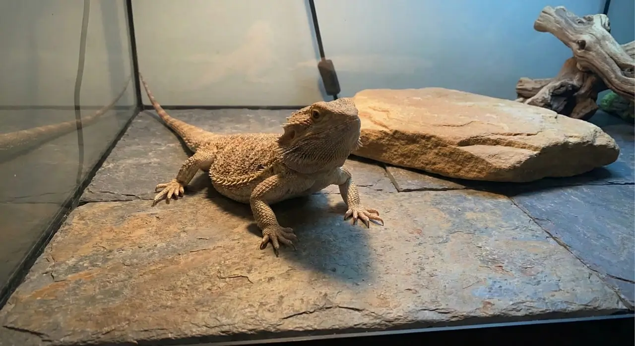 A bearded dragon standing flat on rough, natural slate tile substrate within its enclosure, which naturally files down its claws as it walks.