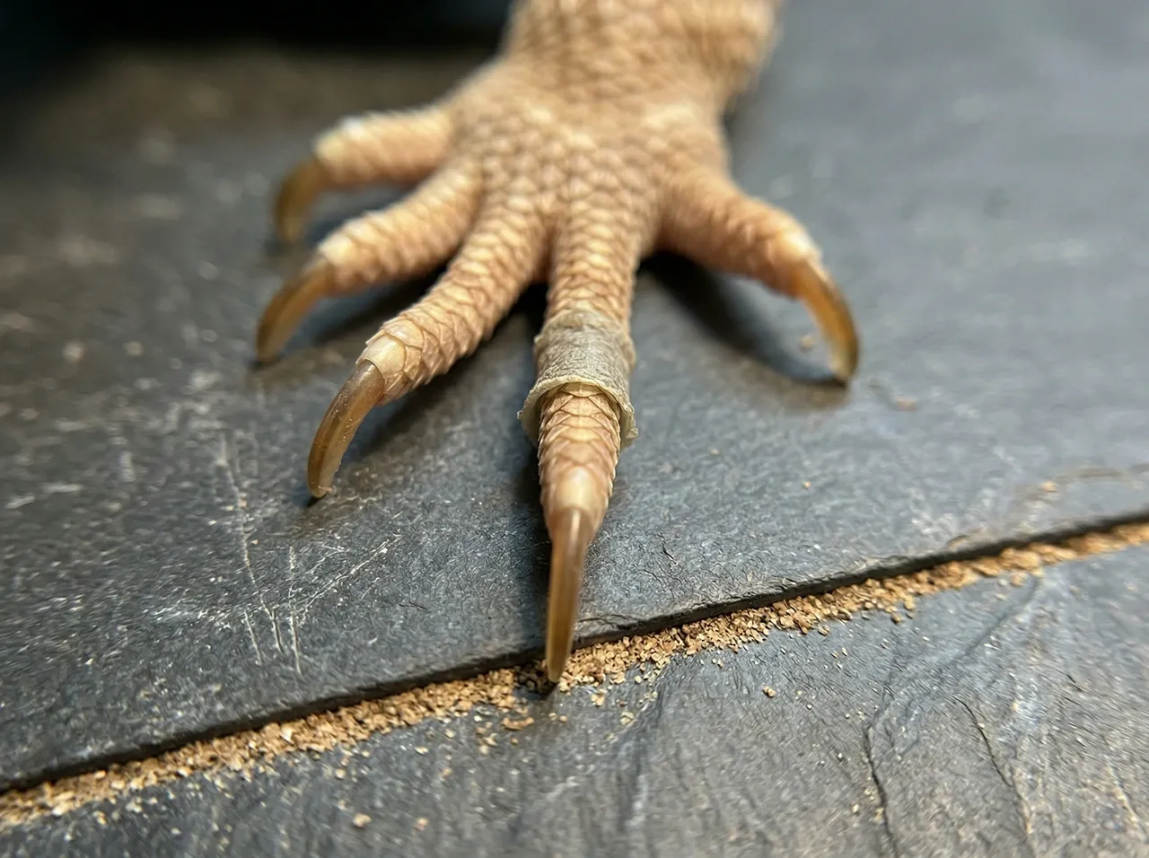 Close-up of a bearded dragon's front foot on slate showing a ring of retained stuck shed skin on one toe against clean new skin
