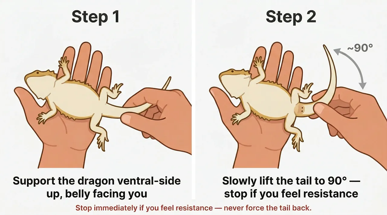 Two-step diagram showing a bearded dragon held ventral-side up in one palm while the tail is gently lifted to 90 degrees to check the tail base for sexing