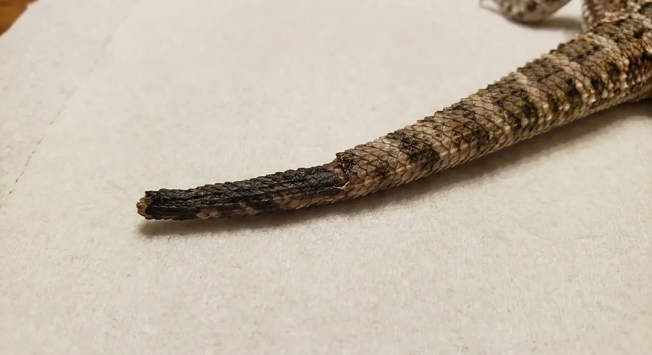 Close-up of a bearded dragon's tail showing a dark, shriveled, and necrotic tip caused by a bite injury from a cage mate.