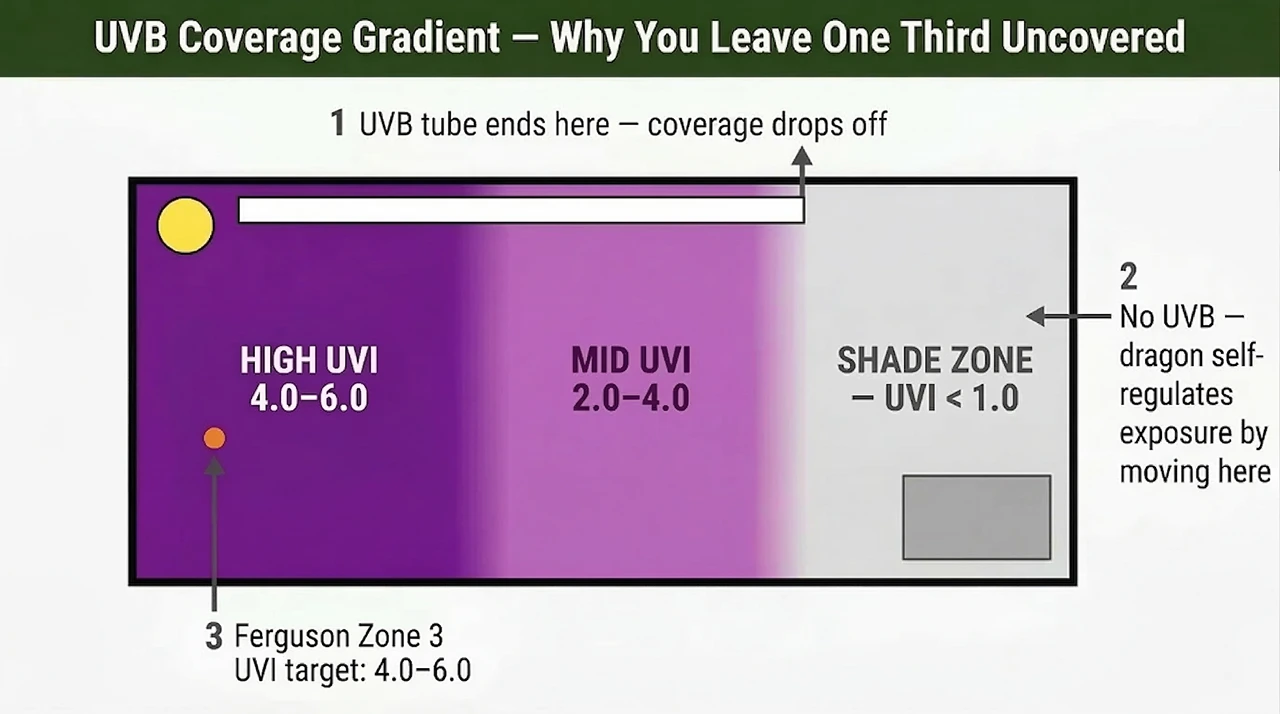 Enclosure diagram showing UVB intensity gradient from basking to shade zone with Ferguson Zone 3 UVI target of 4.0 to 6.0