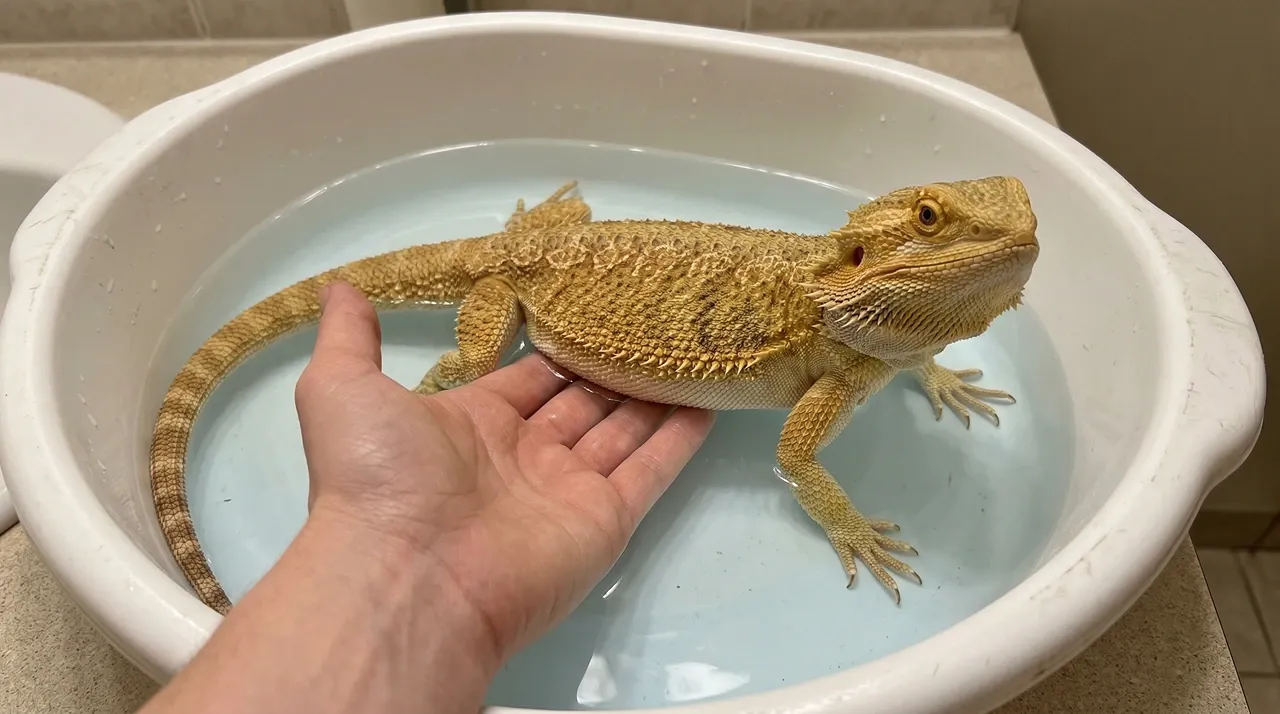 Adult bearded dragon in shallow lukewarm water while a keeper's hand supports its belly from underneath