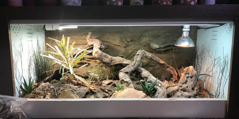 A complete bearded dragon bioactive setup showing live plants, driftwood, leaf litter, rock background, and a beardie basking under a dome lamp.