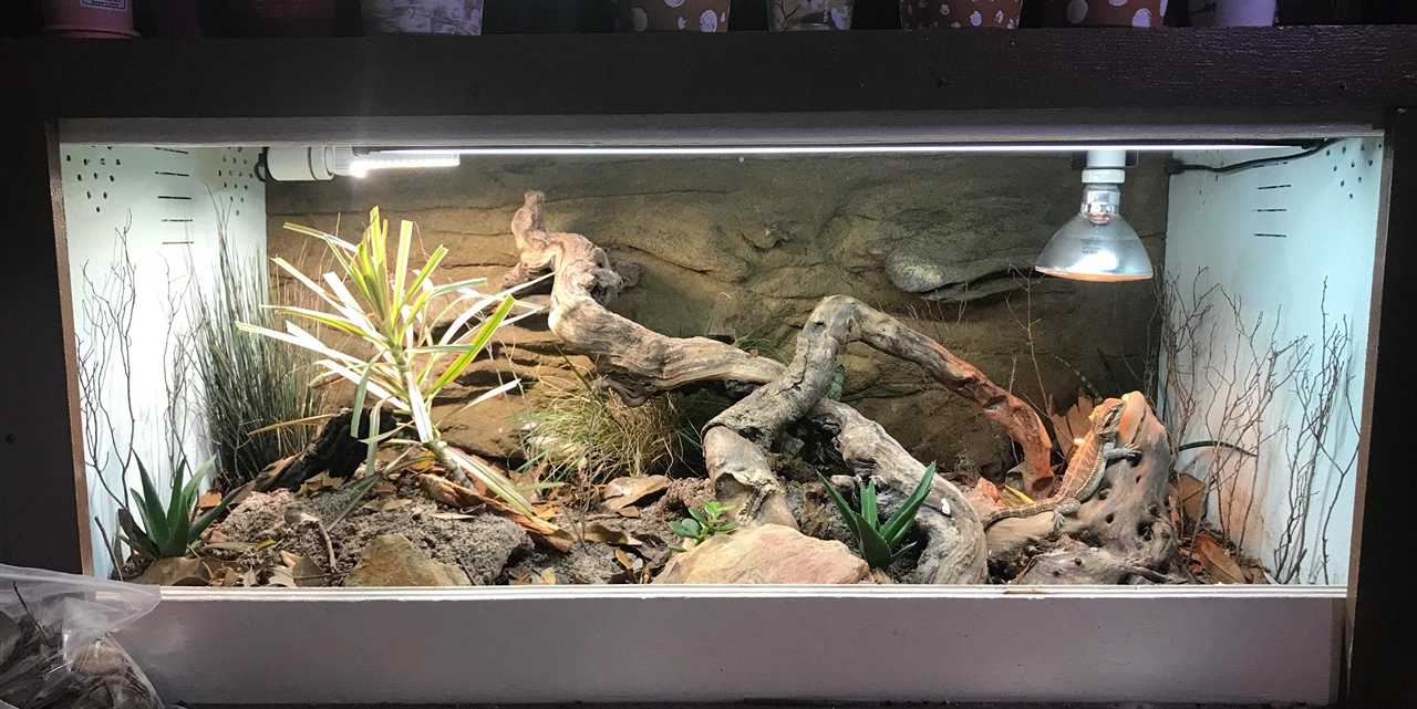 A complete bearded dragon bioactive setup showing live plants, driftwood, leaf litter, rock background, and a beardie basking under a dome lamp.