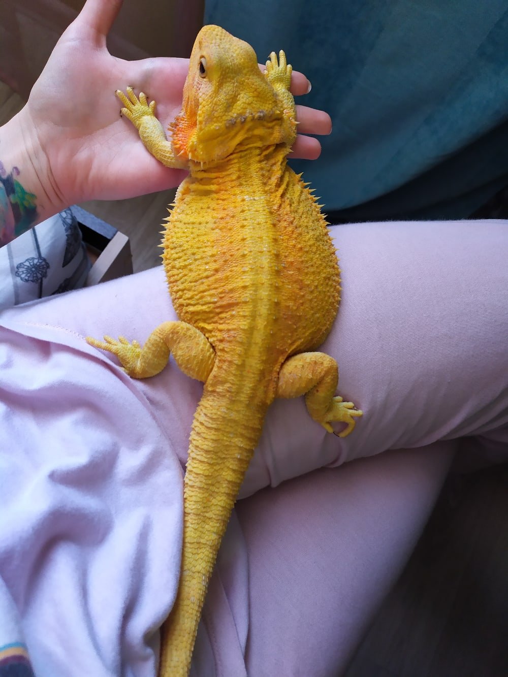 A yellow citrus bearded dragon pancaking flat on a basking platform