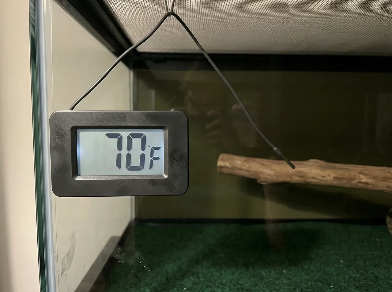 Digital probe thermometer reading 70°F mounted on bearded dragon enclosure glass, probe at mid-height overnight