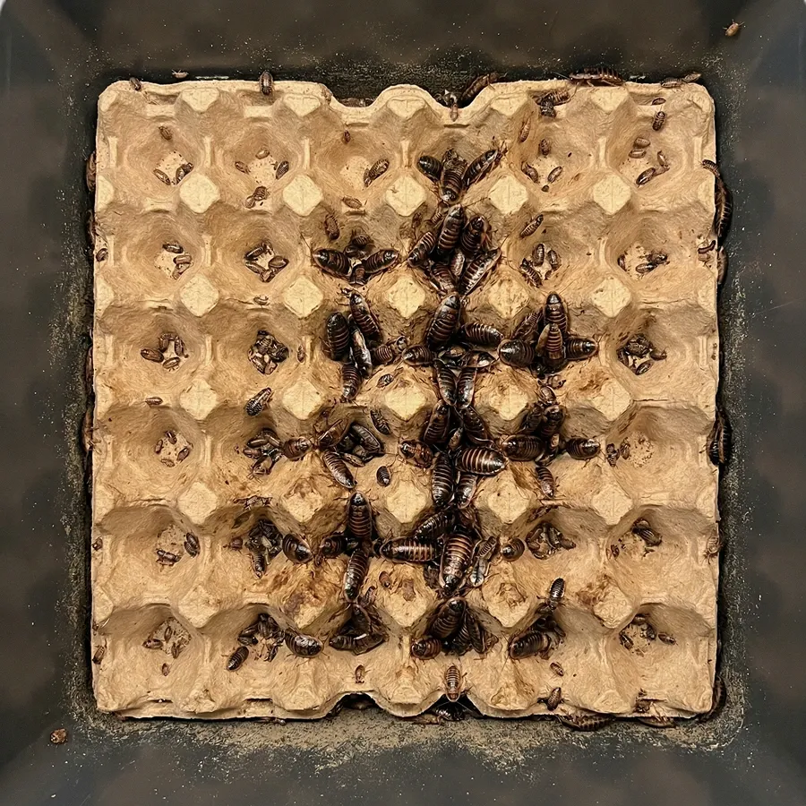 Top-down view of a dubia colony bin showing roaches at multiple size stages from small nymphs to adults on egg flats