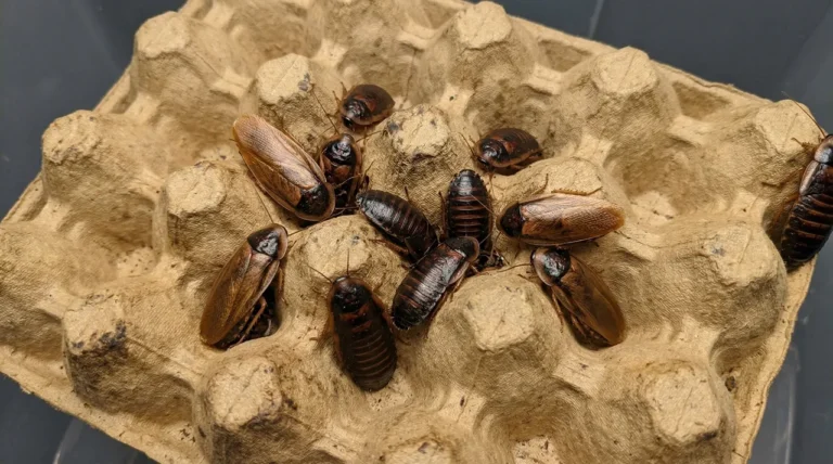 Close-up of adult male and female dubia roaches clustered on a used cardboard egg flat in an active breeding colony setup.