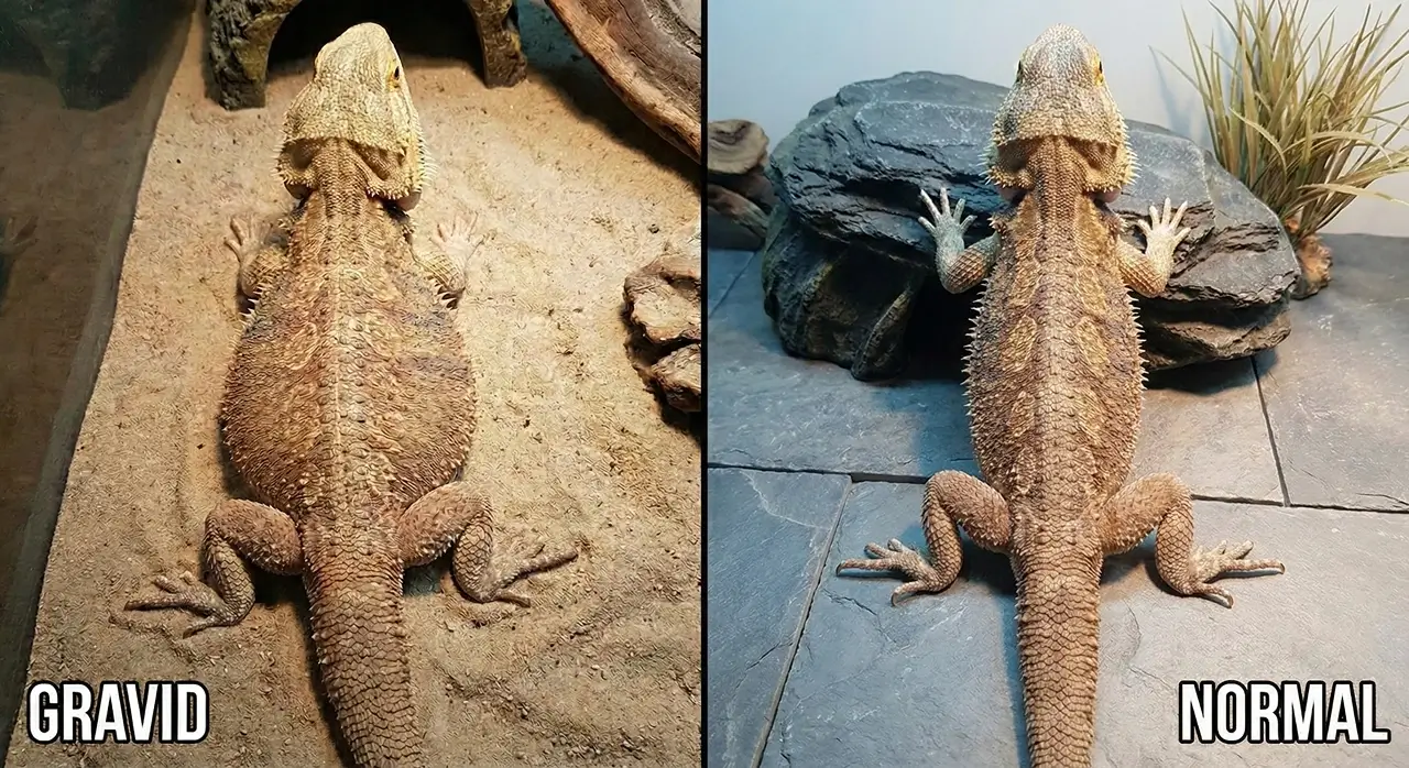 A side-by-side top-down comparison of a gravid female bearded dragon with a swollen, pear-shaped belly on the left, next to a normal, healthy female on the right.