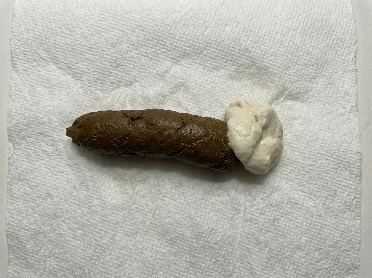 Healthy bearded dragon stool on white paper towel showing firm brown fecal log with white urate at one end