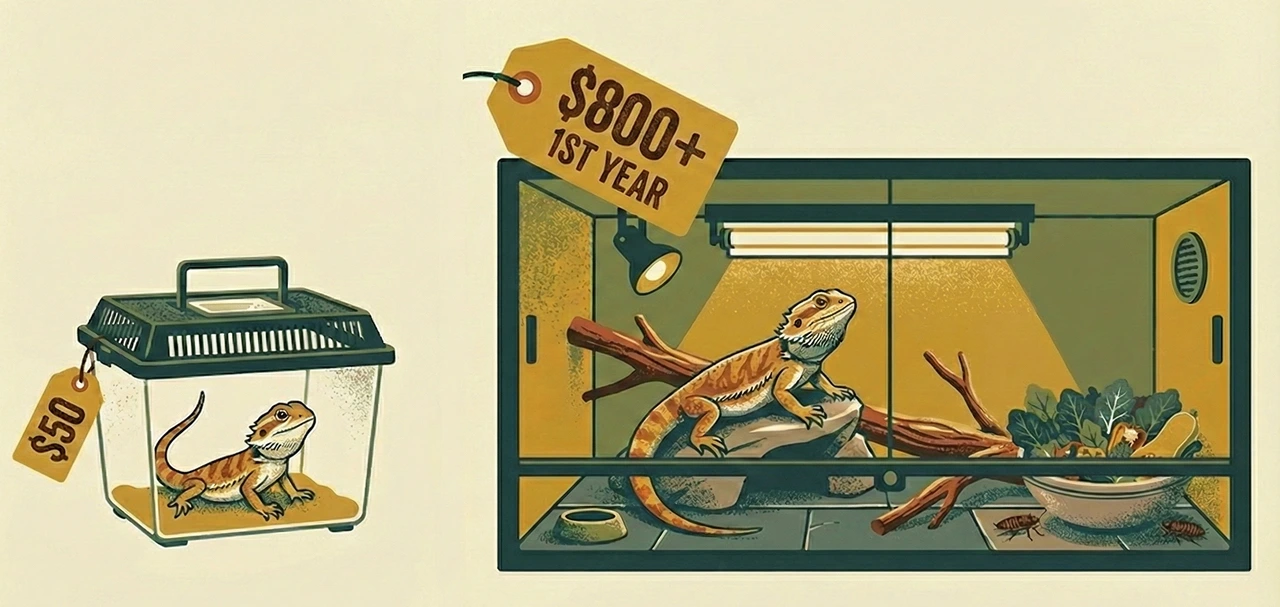 Illustration showing the hidden cost of a bearded dragon, comparing a $50 baby in a tiny plastic carrier to the reality of an $800 proper adult setup with proper lighting and food.