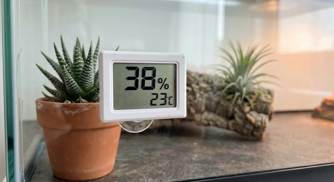 Digital hygrometer on enclosure glass showing 38% humidity with a Haworthia and Tillandsia visible inside the cool end