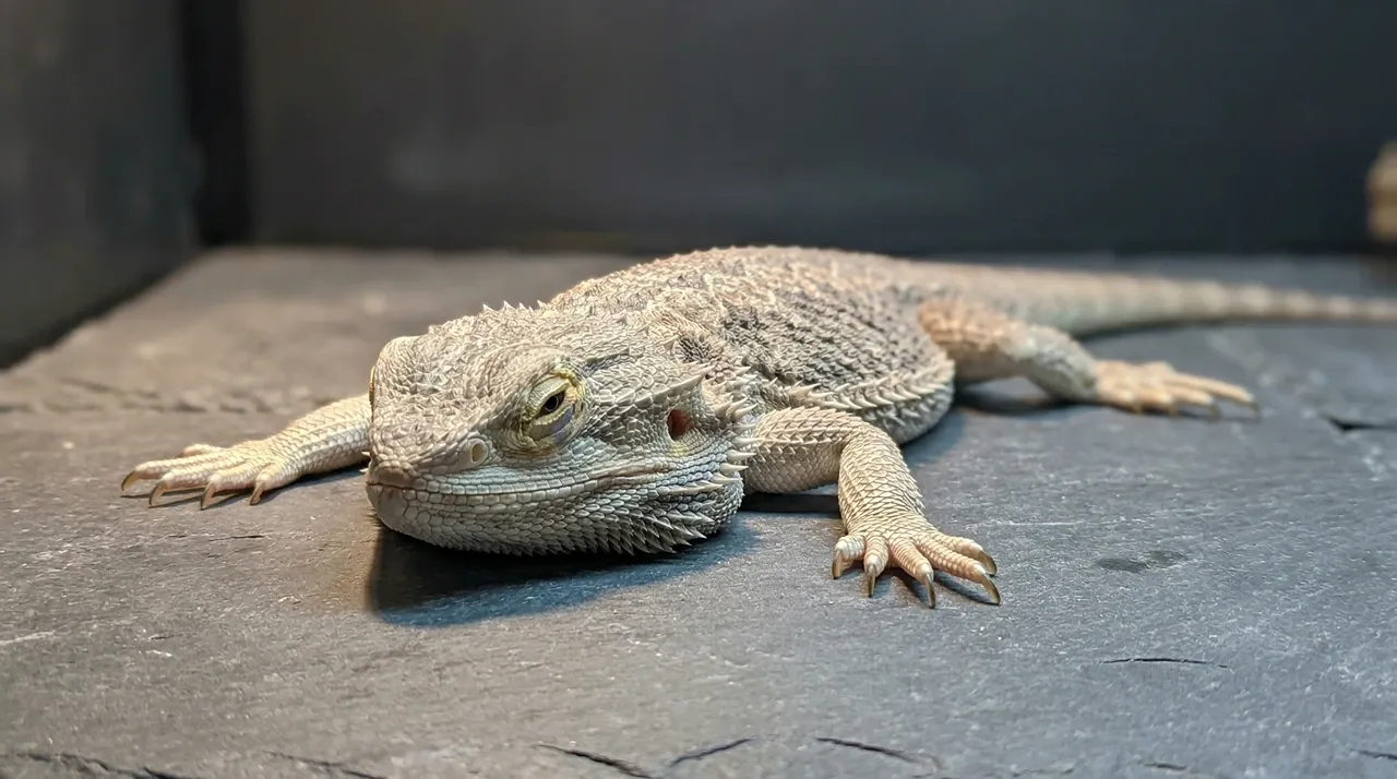 A lethargic adult bearded dragon resting its head flatly on a slate floor, demonstrating the behavioral signs of illness such as impaction that require a keeper's immediate attention.