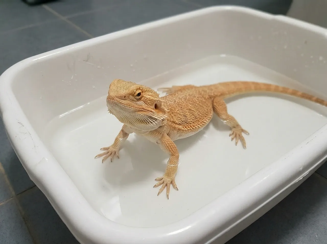 Bearded dragon in a shallow tub with water at elbow depth, correct setup for a pre-brumation gut-clearing soak