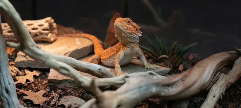 Bearded dragon resting on sanitized slate rock and driftwood inside a naturalistic reptile enclosure
