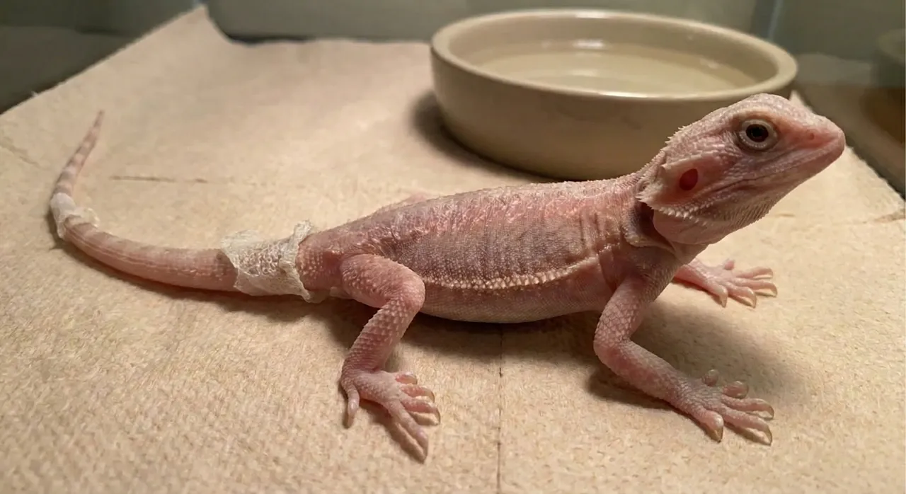 A scaleless Silkback bearded dragon showing its delicate, raw-looking skin and pieces of stuck shed on its tail.