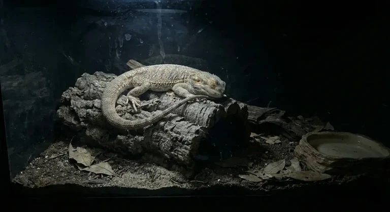 A bearded dragon sleeping peacefully on a log inside a completely dark enclosure, demonstrating the proper nighttime lighting setup without red bulbs.