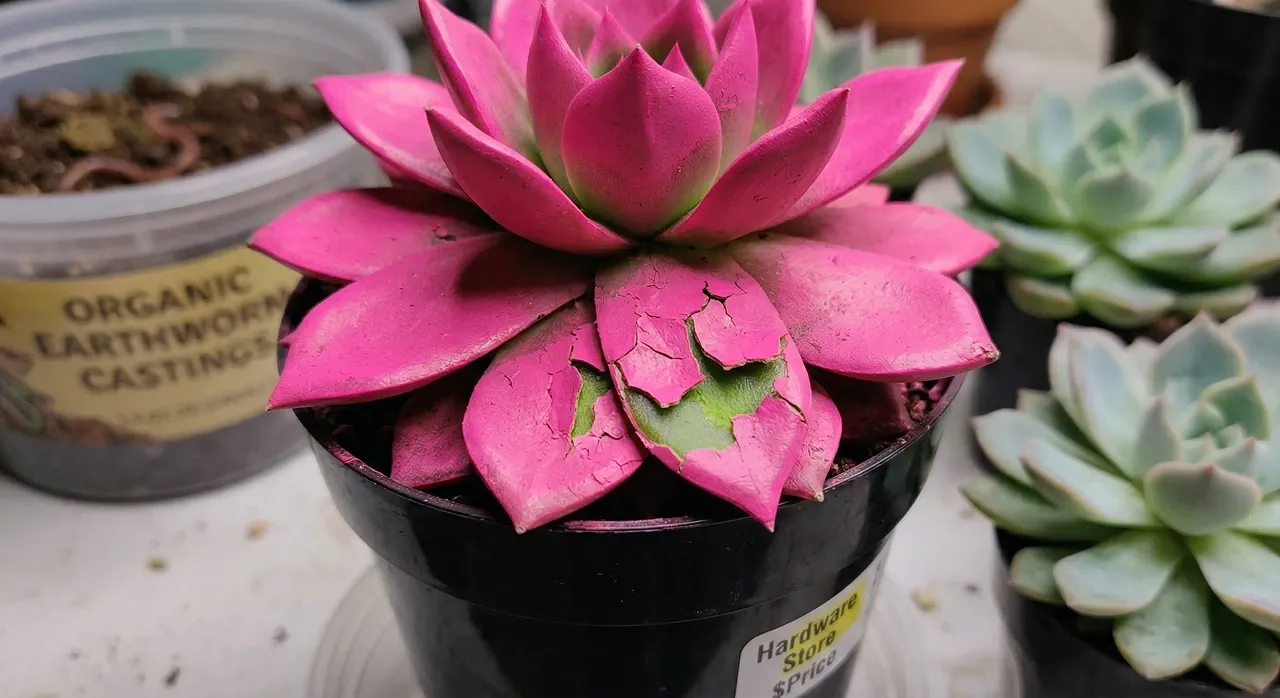 A bright pink Echeveria succulent with cracked artificial spray paint peeling off the leaves, revealing natural green underneath.