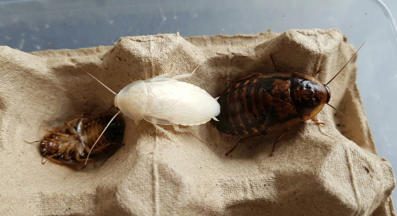 A freshly molted pure white dubia roach sitting next to a normal brown dubia roach on a cardboard egg crate.