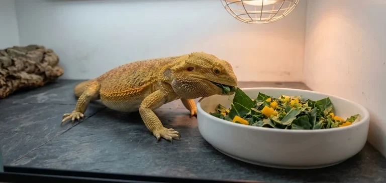 A healthy adult bearded dragon eating collard greens and butternut squash from a white bowl inside a PVC enclosure.