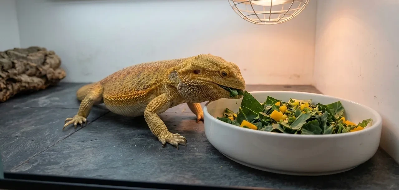 A healthy adult bearded dragon eating collard greens and butternut squash from a white bowl inside a PVC enclosure.