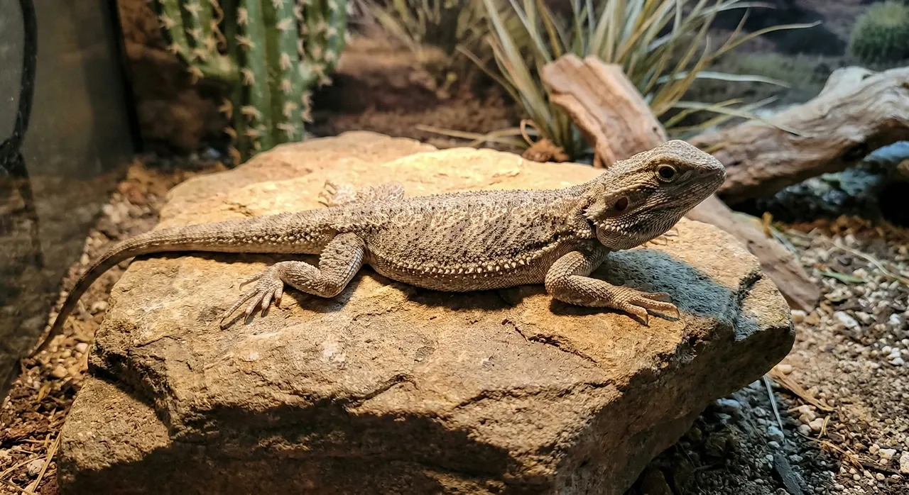A side-view photo of a young, juvenile bearded dragon, around six months old, completely flattening its scaled body against a rough, natural sandstone rock in a vivarium to absorb heat, exhibiting the 'basking pancake' behavior. The dragon's body is spread wide, looking unusually flat on the rock, while it keeps its head slightly elevated. The background is slightly blurred with other natural elements.